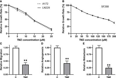 HOTTIP Mediated Therapy Resistance in Glioma Cells Involves Regulation of EMT-Related miR-10b